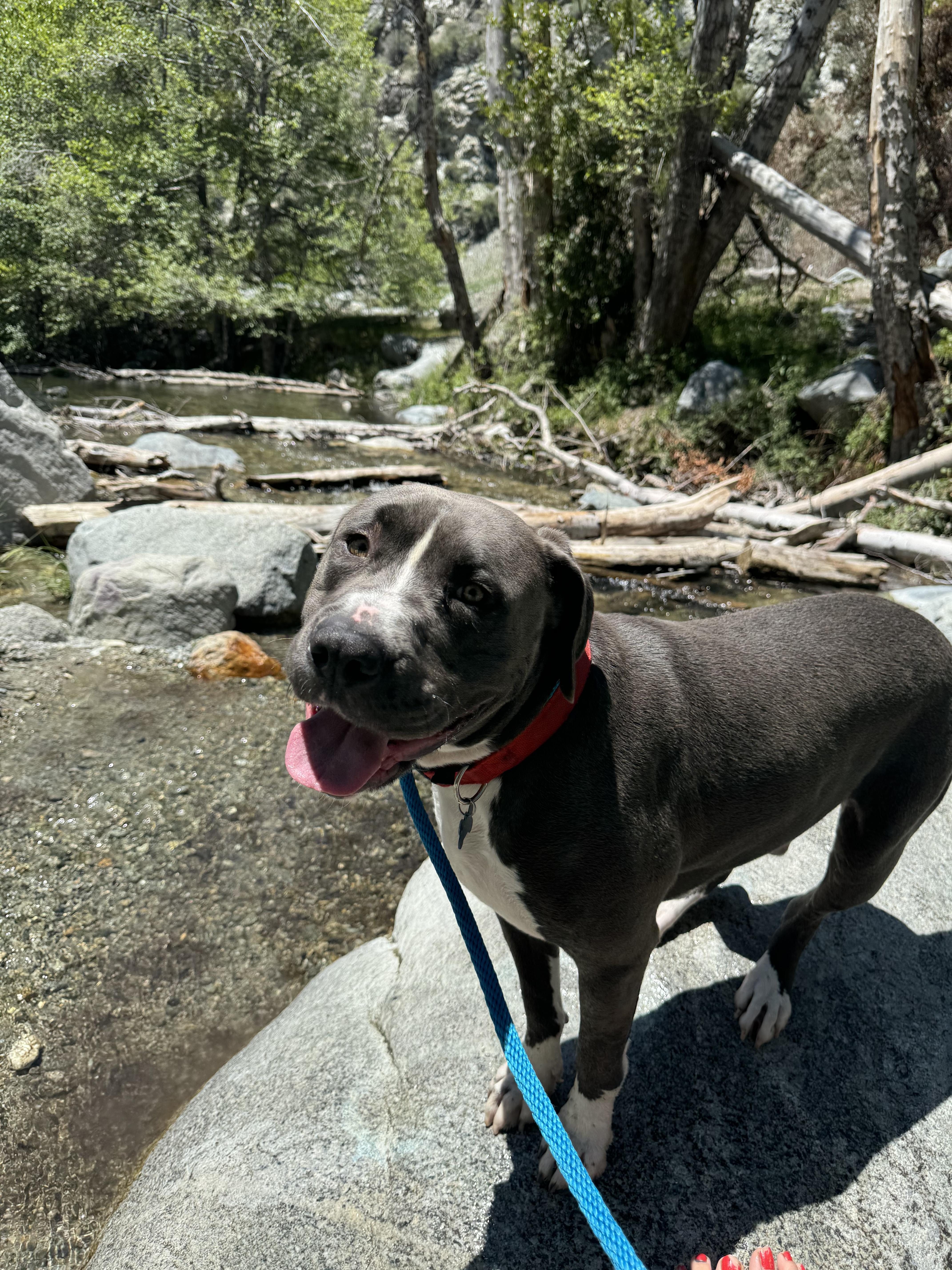Enlarge Todd, a Adoptable mixed breed in Claremont, CA image 1/6