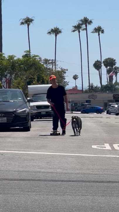 Enlarge Todd, a Adoptable mixed breed in Claremont, CA video 4/6