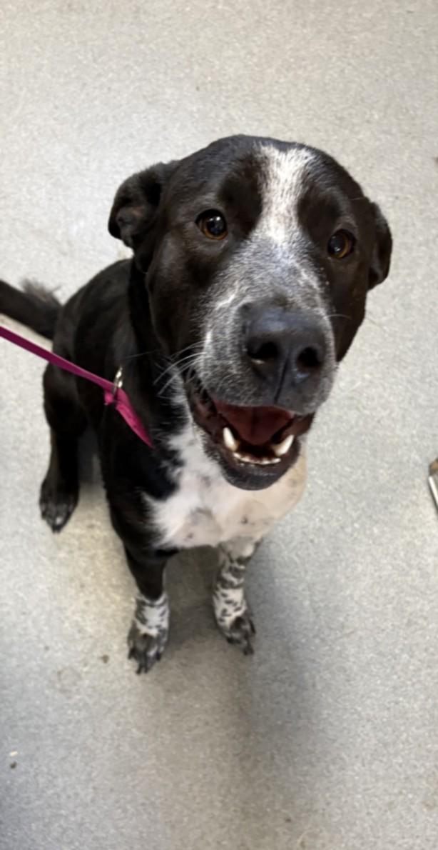 A210670, Adoptable, Young Male English Pointer & Mixed Breed.