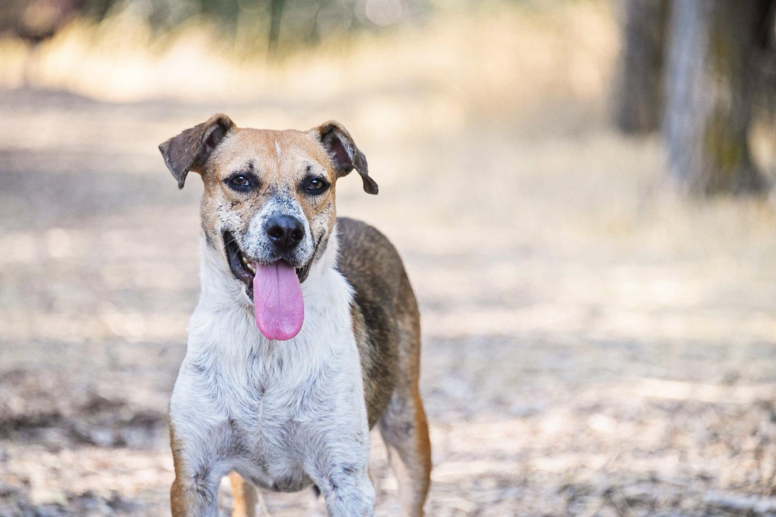 Samie, Adoptable, Adult Male Australian Cattle Dog / Blue Heeler.