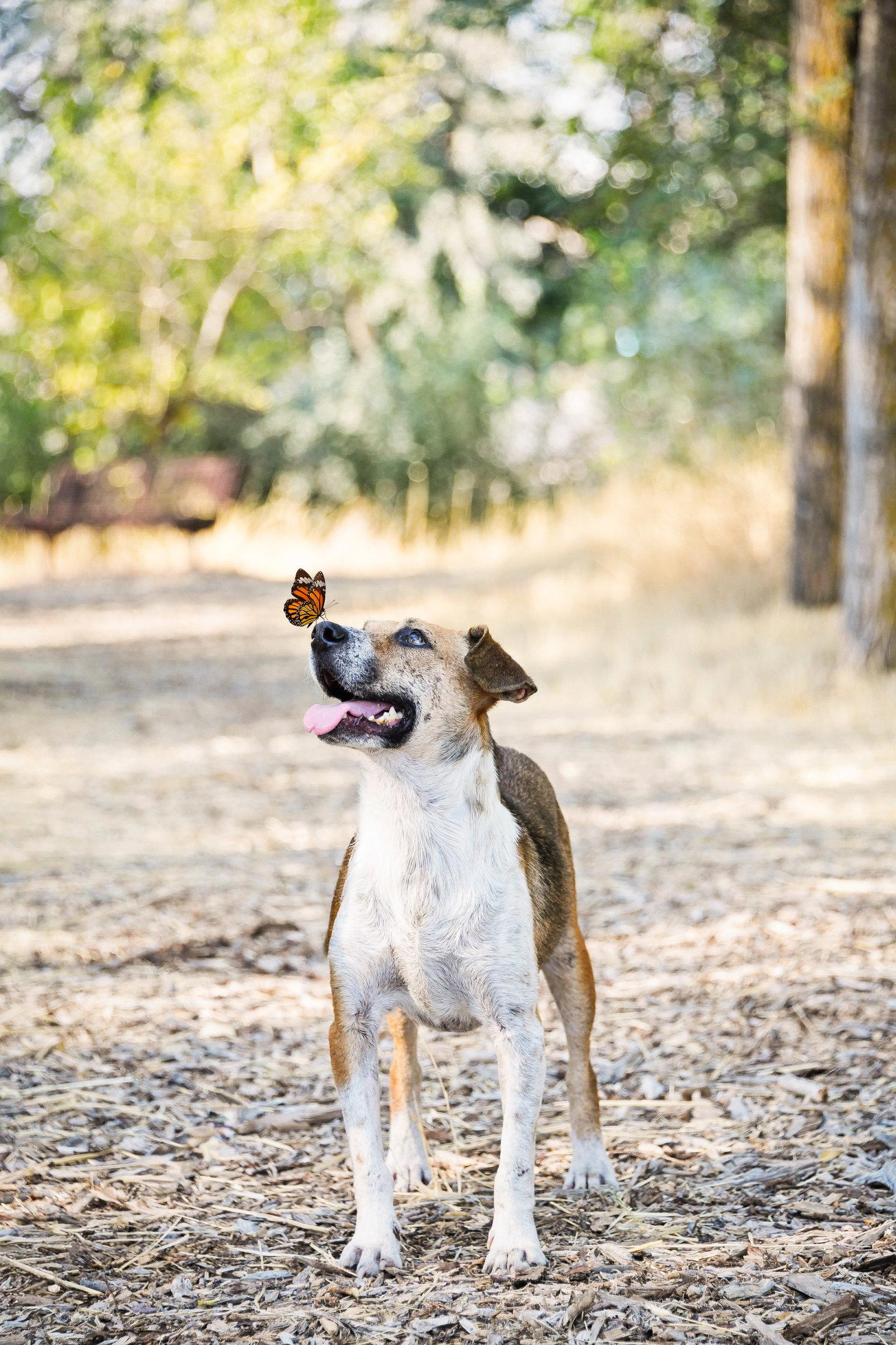 Enlarge Samie, a Adoptable Australian Cattle Dog / Blue Heeler in Salt Lake City, UT image 2/3