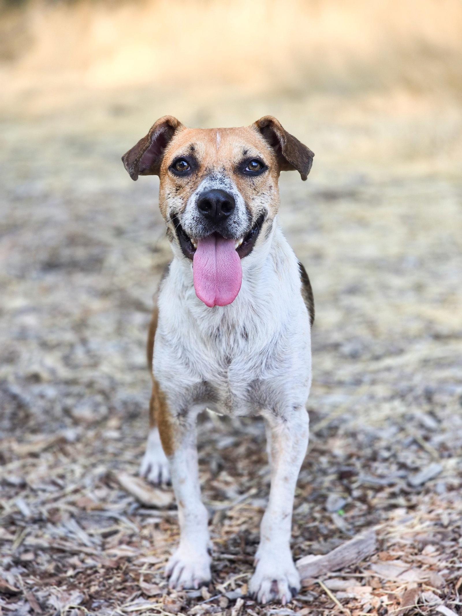 Enlarge Samie, a Adoptable Australian Cattle Dog / Blue Heeler in Salt Lake City, UT image 3/3