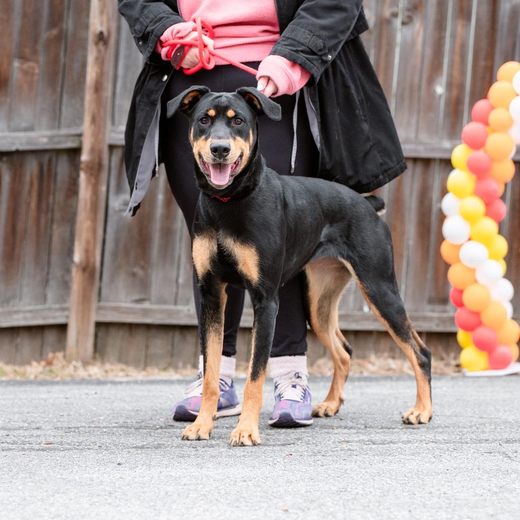 Filly, Adoptable, Young Female Doberman Pinscher.