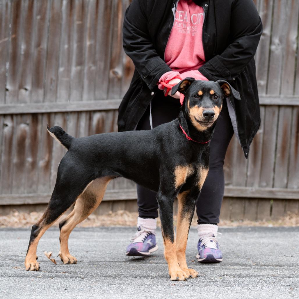 Filly, a Adoptable mixed breed in Chester Springs, PA image 3/6