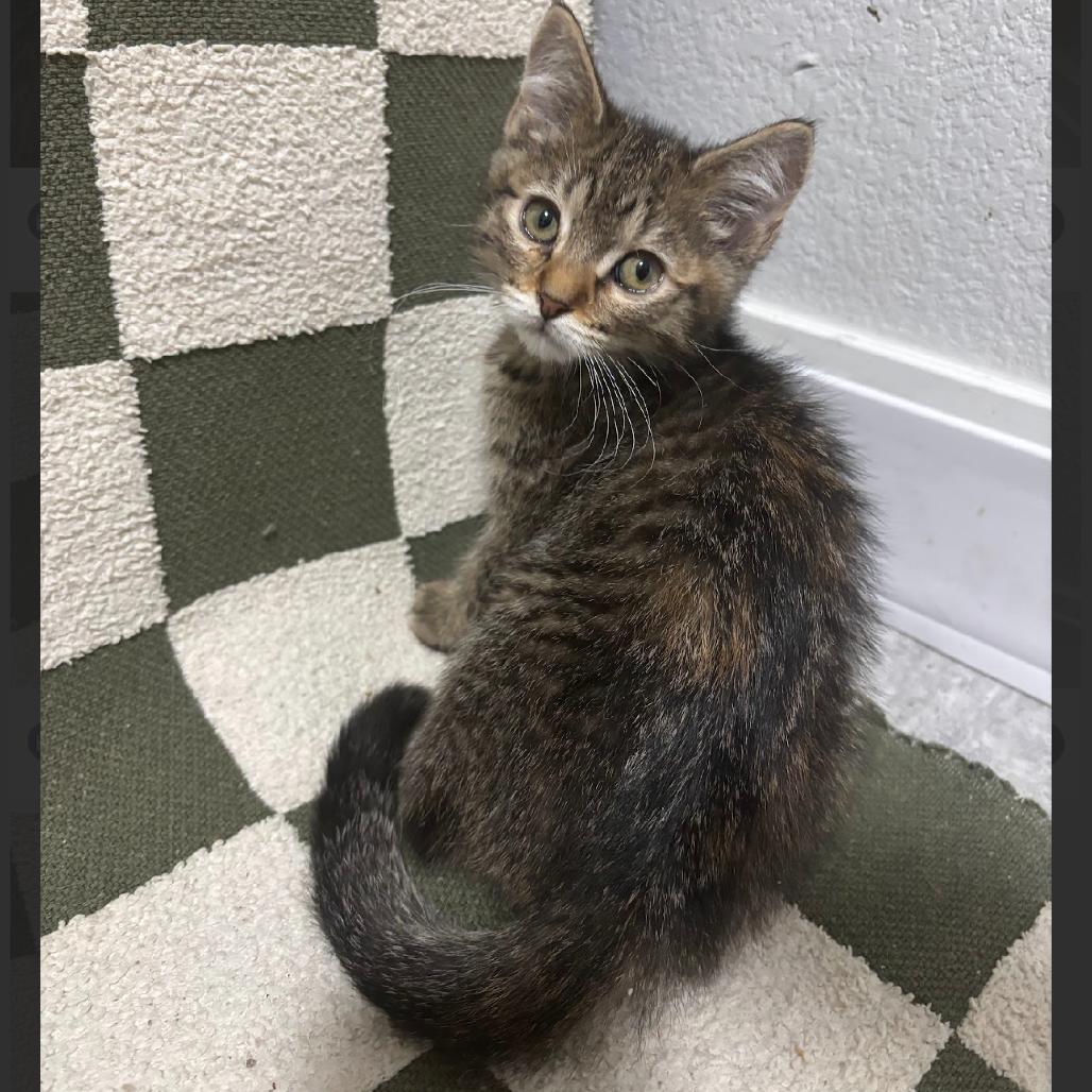 Zapdos (p), a Adoptable Domestic Short Hair in Commerce City, CO image 1/6