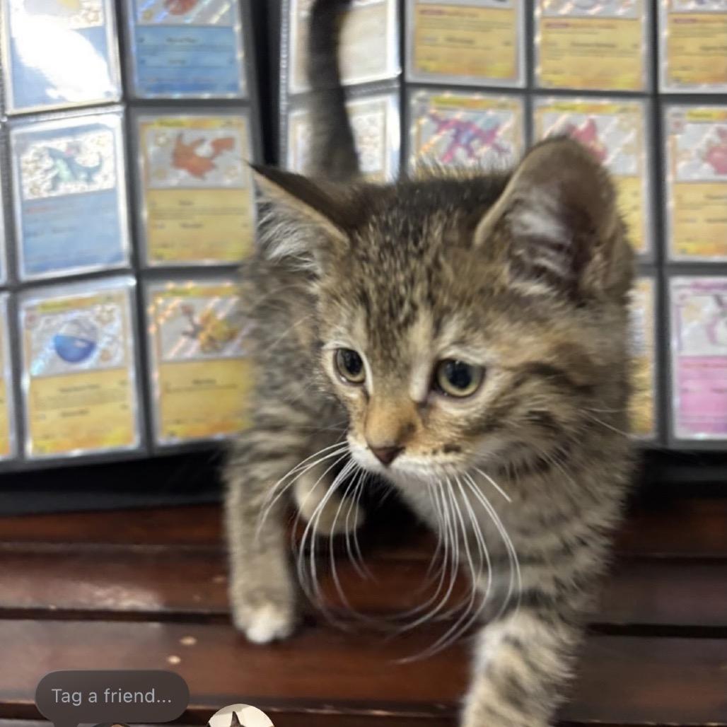 Zapdos (p), a Adoptable Domestic Short Hair in Commerce City, CO image 5/6