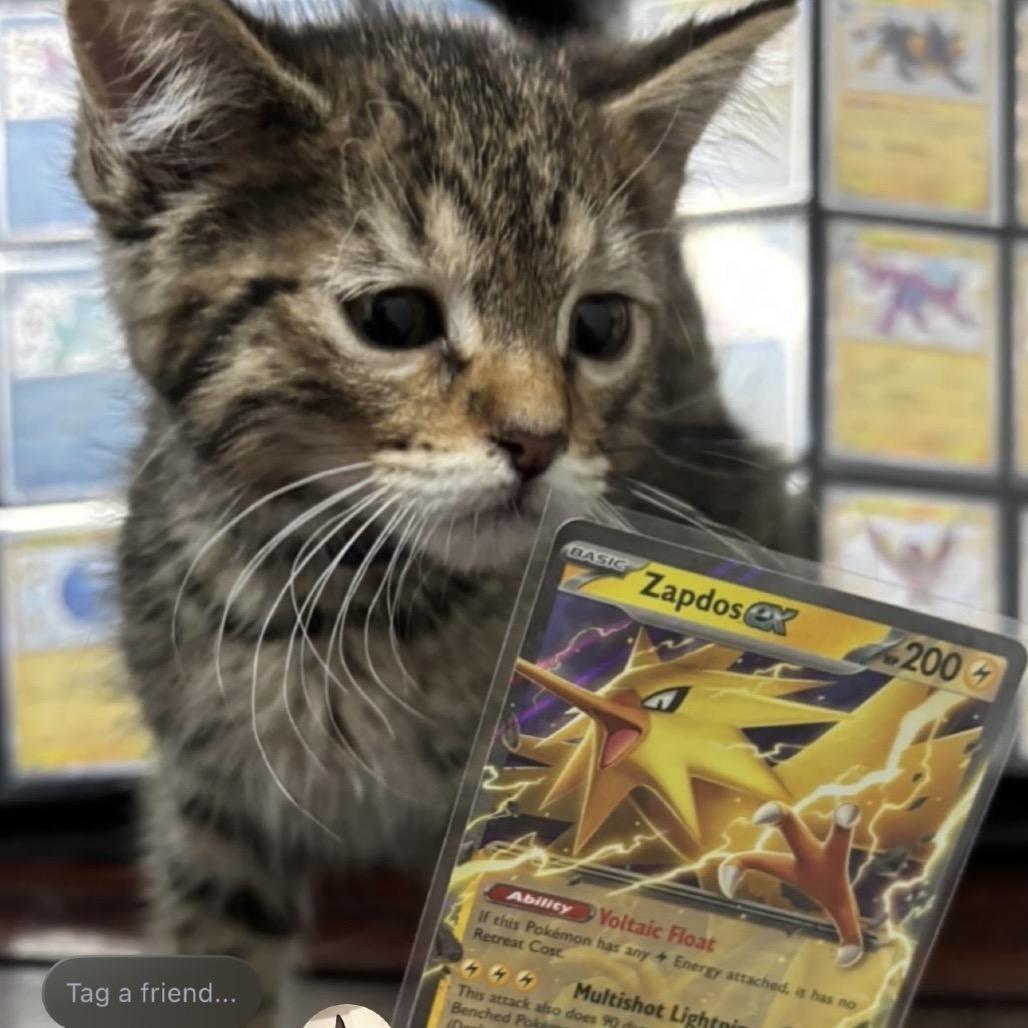 Zapdos (p), a Adoptable Domestic Short Hair in Commerce City, CO image 4/6