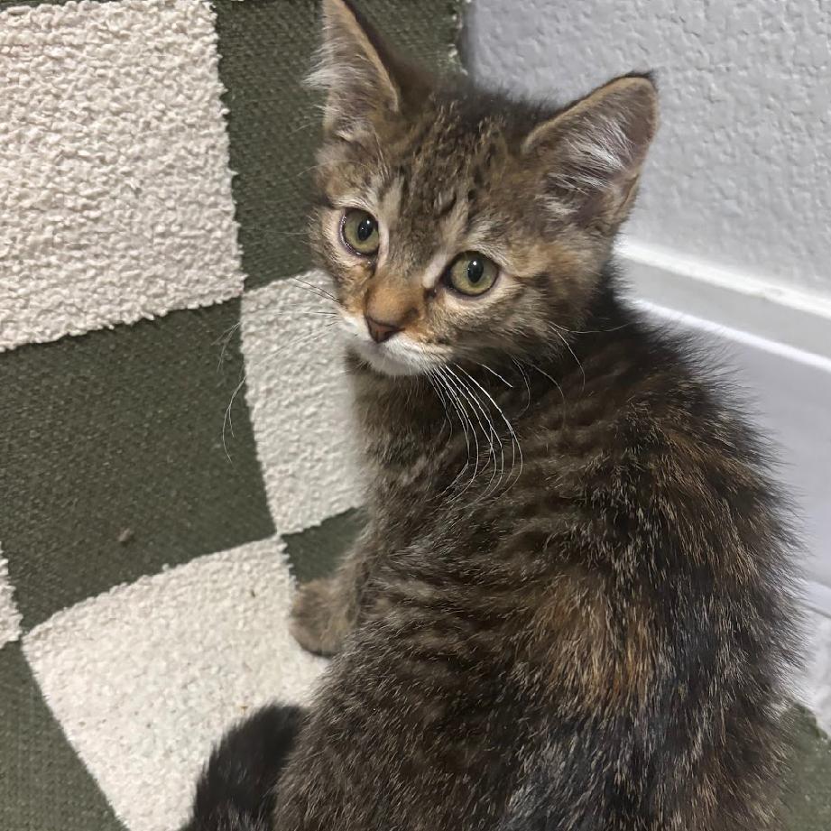 Zapdos (p), a Adoptable Domestic Short Hair in Commerce City, CO image 2/6