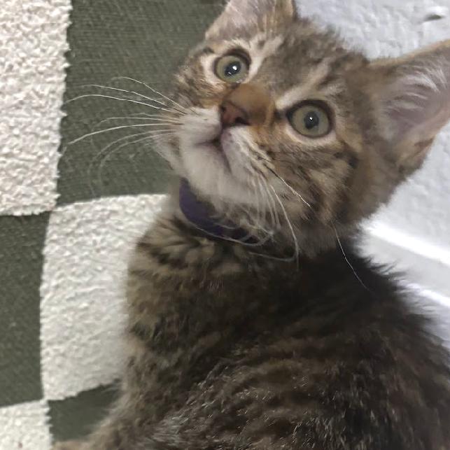 Zapdos (p), a Adoptable Domestic Short Hair in Commerce City, CO image 4/6