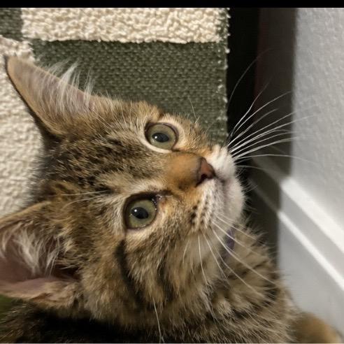 Zapdos (p), a Adoptable Domestic Short Hair in Commerce City, CO image 3/6