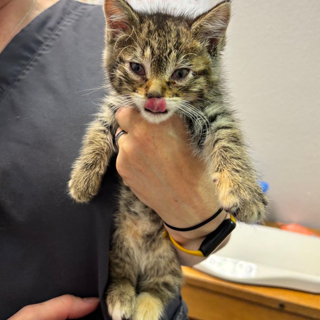 Zapdos (p), a Adoptable Domestic Short Hair in Commerce City, CO image 6/6