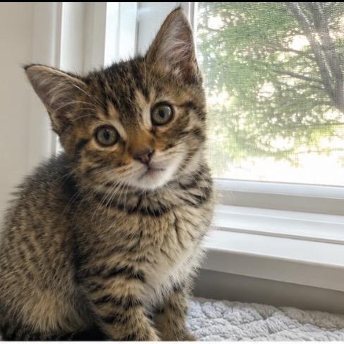 Zapdos (p), Adoptable, Kitten Female Domestic Short Hair.