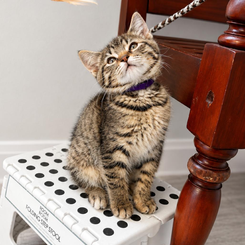 Zapdos (p), Adoptable, Kitten Female Domestic Short Hair.