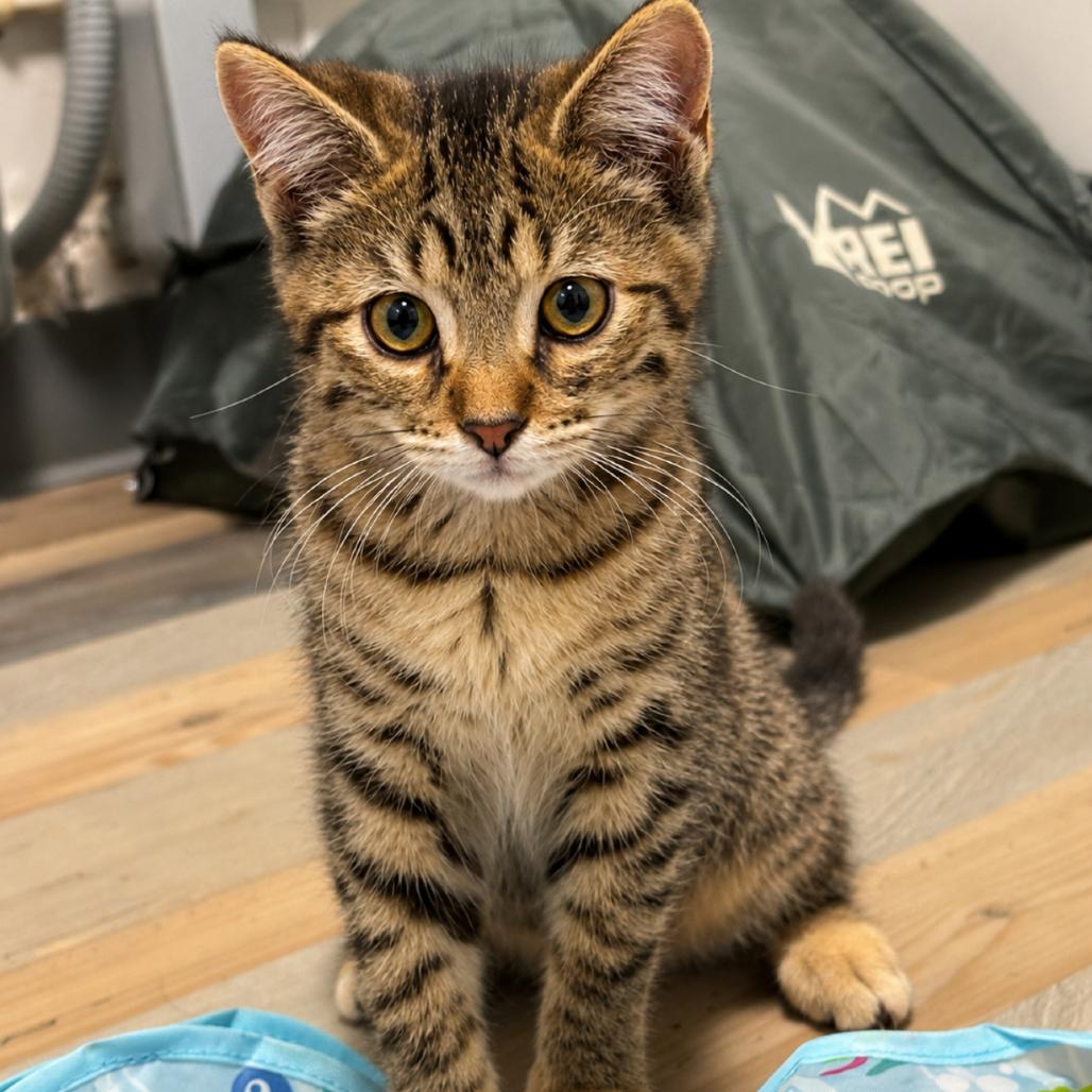 Zapdos (p), a Adoptable Domestic Short Hair in Commerce City, CO image 2/6