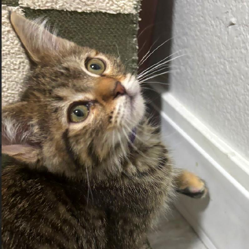 Zapdos (p), a Adoptable Domestic Short Hair in Commerce City, CO image 5/6