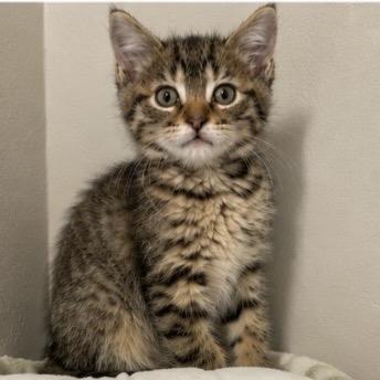 Zapdos (p), a Adoptable Domestic Short Hair in Commerce City, CO image 6/6