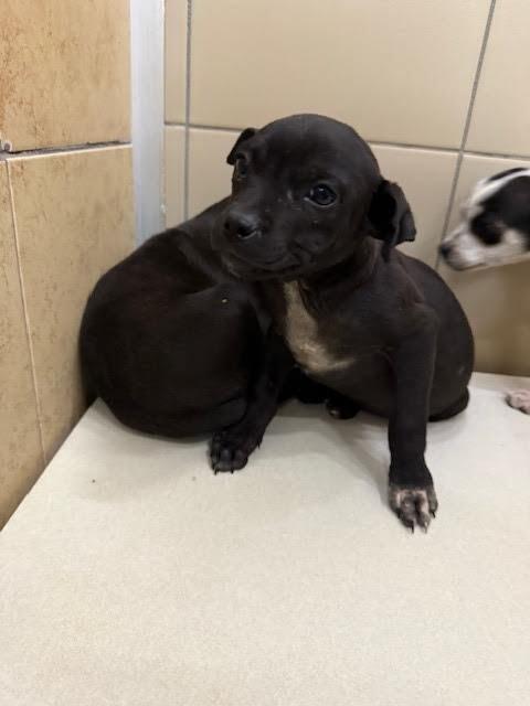 Dash, Adoptable, Young Male Mixed Breed.