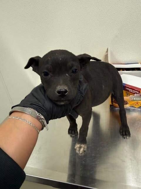 Enlarge Dash, a Adoptable Mixed Breed in Hobbs, NM image 3/6