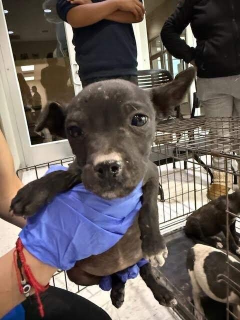 Enlarge Dash, a Adoptable Mixed Breed in Hobbs, NM image 4/6