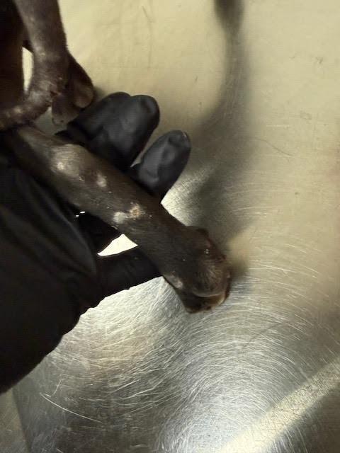 Enlarge Dash, a Adoptable Mixed Breed in Hobbs, NM image 5/6