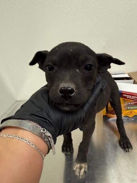 Enlarge Dash, a Adoptable Mixed Breed in Hobbs, NM image 6/6