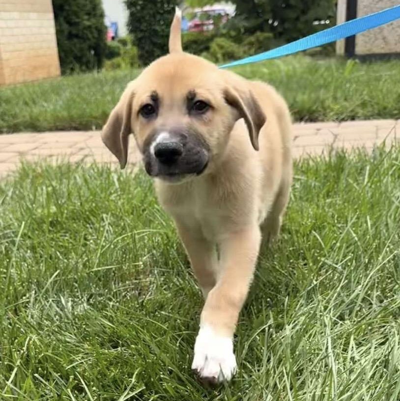 Richie, adoptable, Puppy Male German Shepherd Dog & Great Pyrenees.