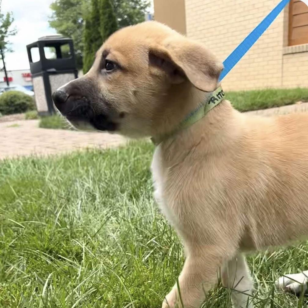 Richie, an adoptable mixed breed in Kannapolis, NC image 4/5