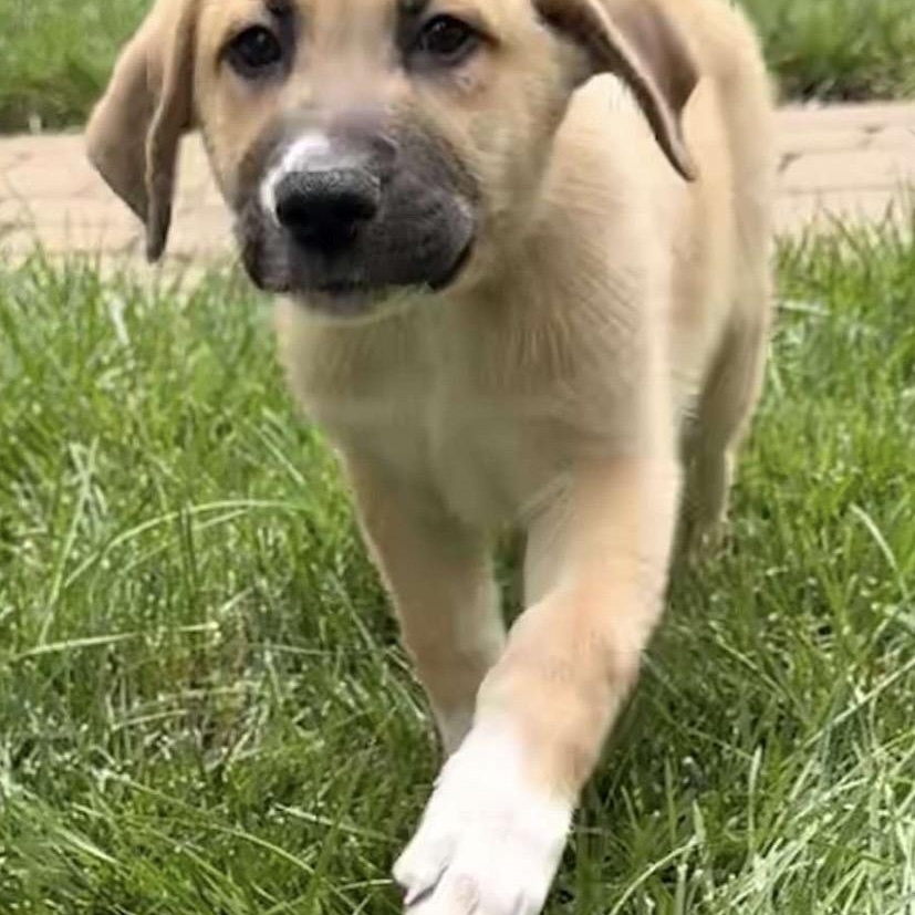 Richie, an adoptable mixed breed in Kannapolis, NC image 5/5