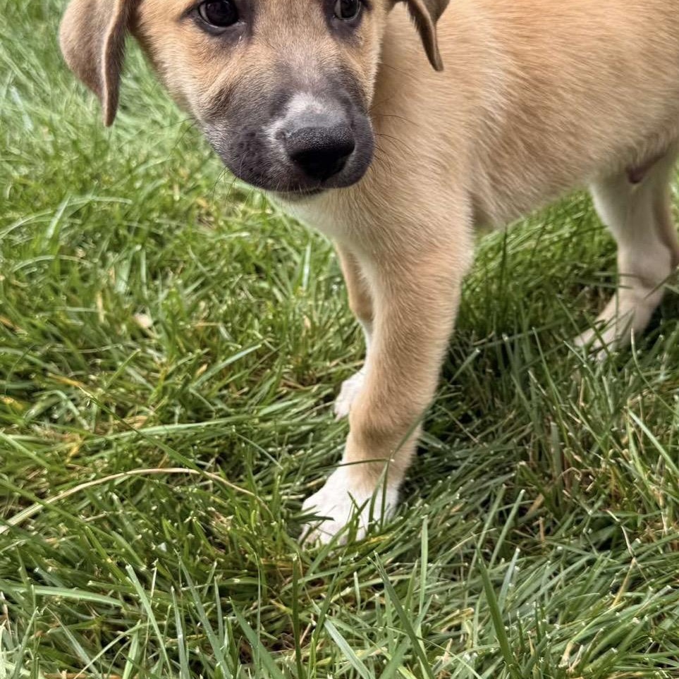 Richie, an adoptable mixed breed in Kannapolis, NC image 2/5