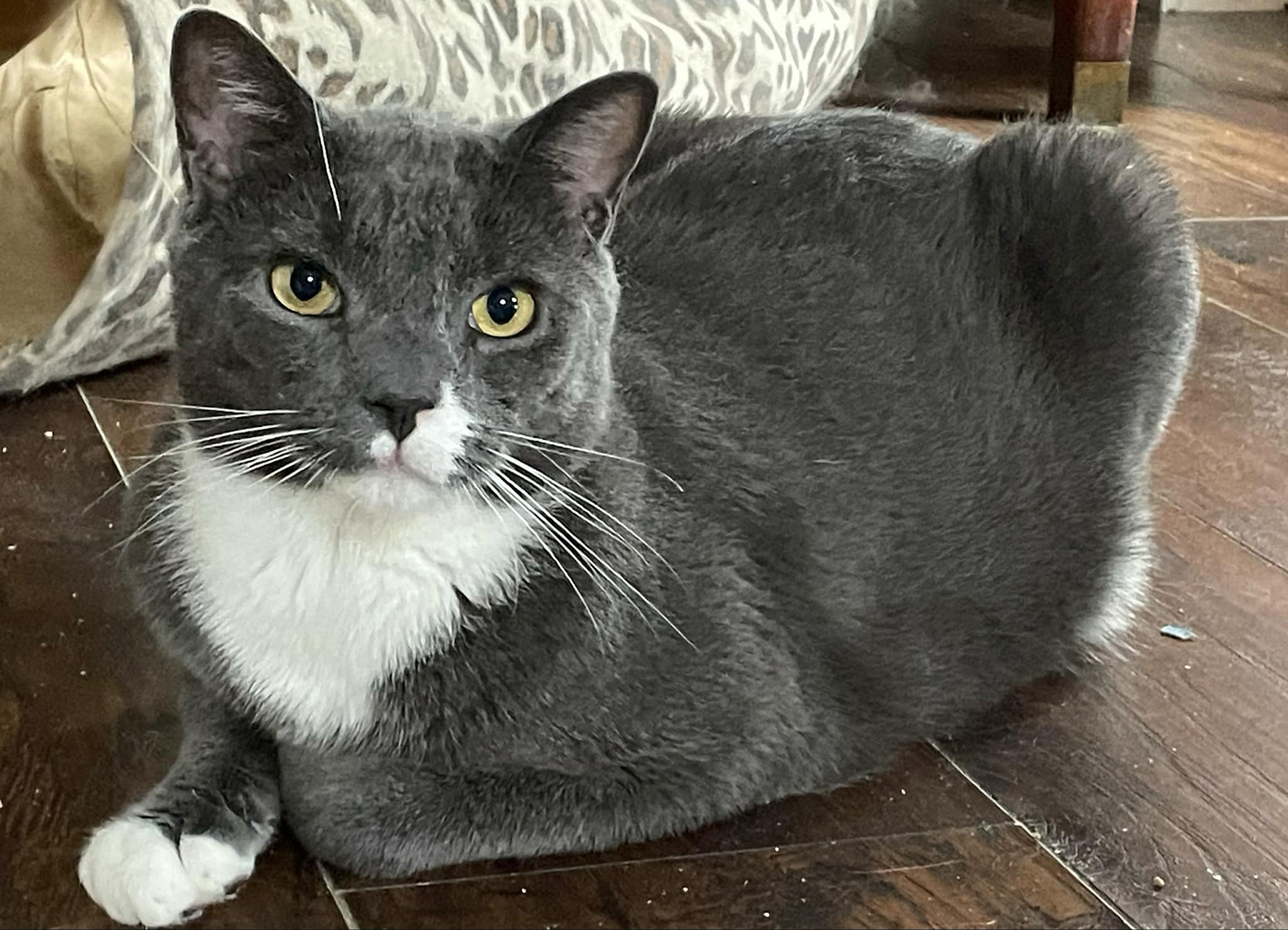 Cat for adoption Meswak and bonded brother, Dabur, a Domestic Short