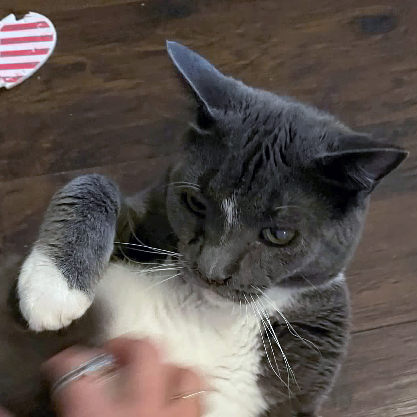 Cat for adoption Meswak and bonded brother, Dabur, a Domestic Short