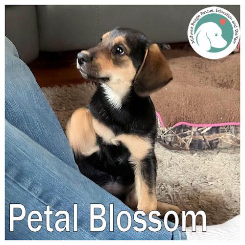 Enlarge Petal Blossom, a ADOPTABLE Beagle in Toledo, OH image 1/6