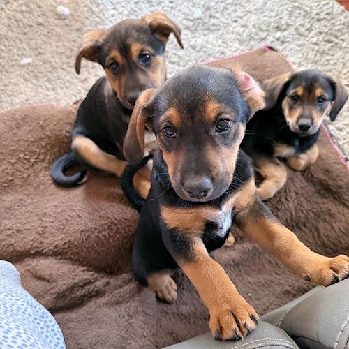 Enlarge Petal Blossom, a ADOPTABLE Beagle in Toledo, OH image 2/6