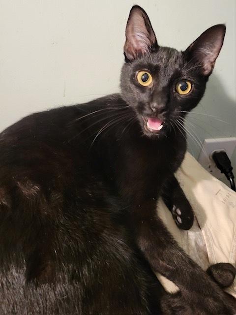 Noah, Adoptable, Kitten Male Domestic Short Hair.