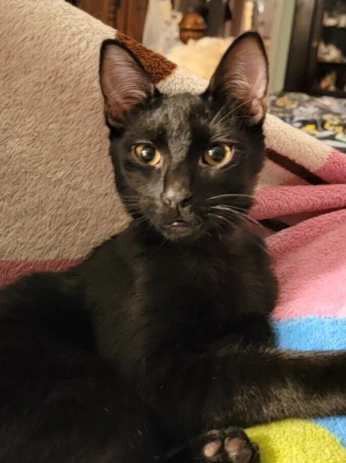 Noah, a Adoptable Domestic Short Hair in Douglasville, GA image 1/3