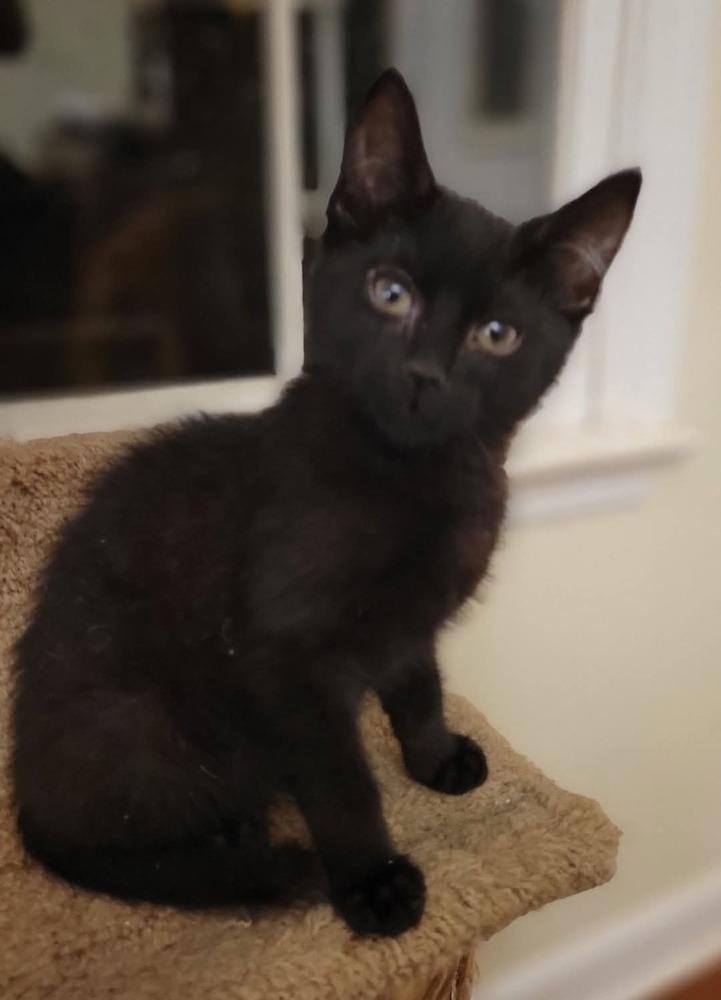 Noah, a Adoptable Domestic Short Hair in Douglasville, GA image 2/3