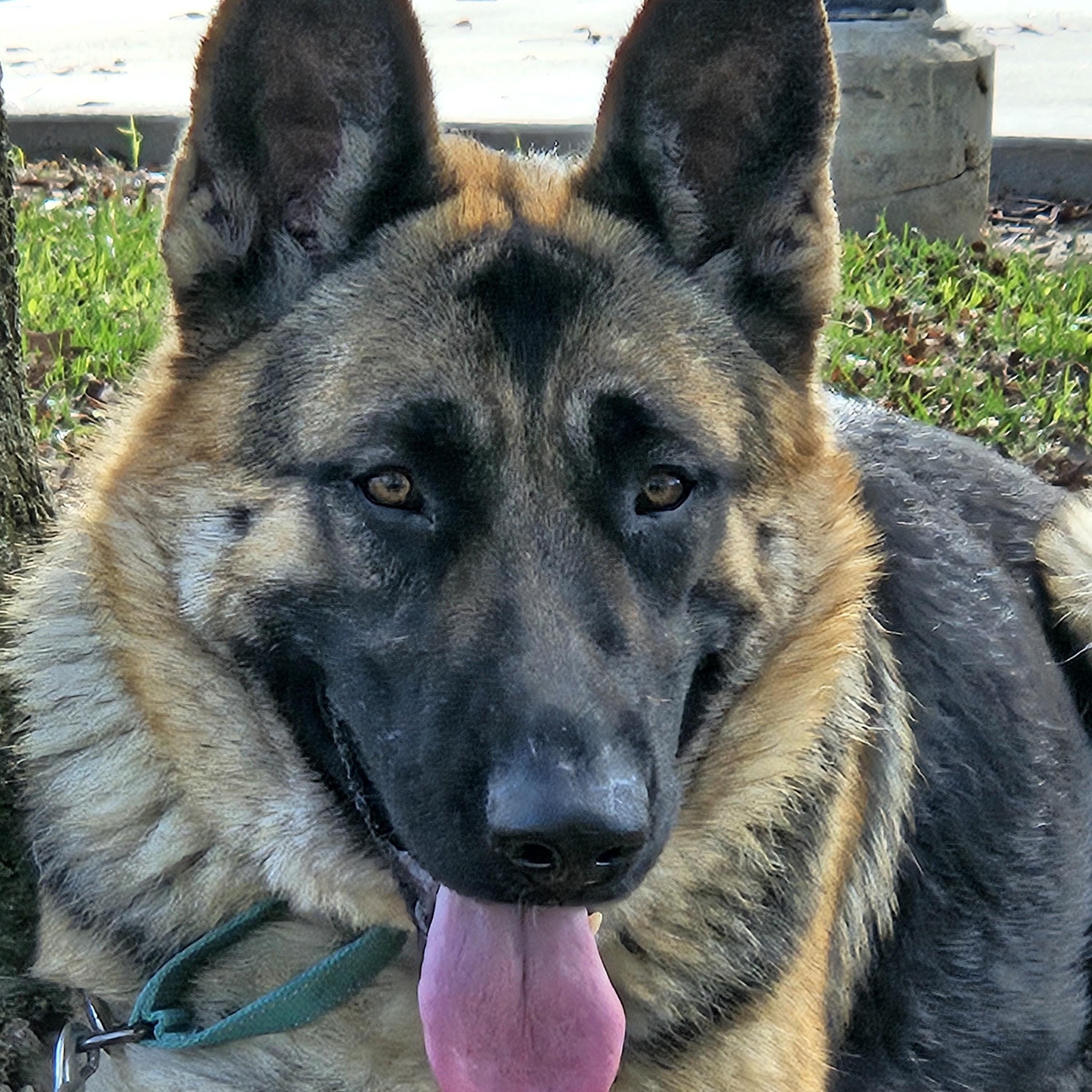Enlarge Bonnie (friends with Clyde), a Adoptable German Shepherd Dog in Temecula, CA image 5/6