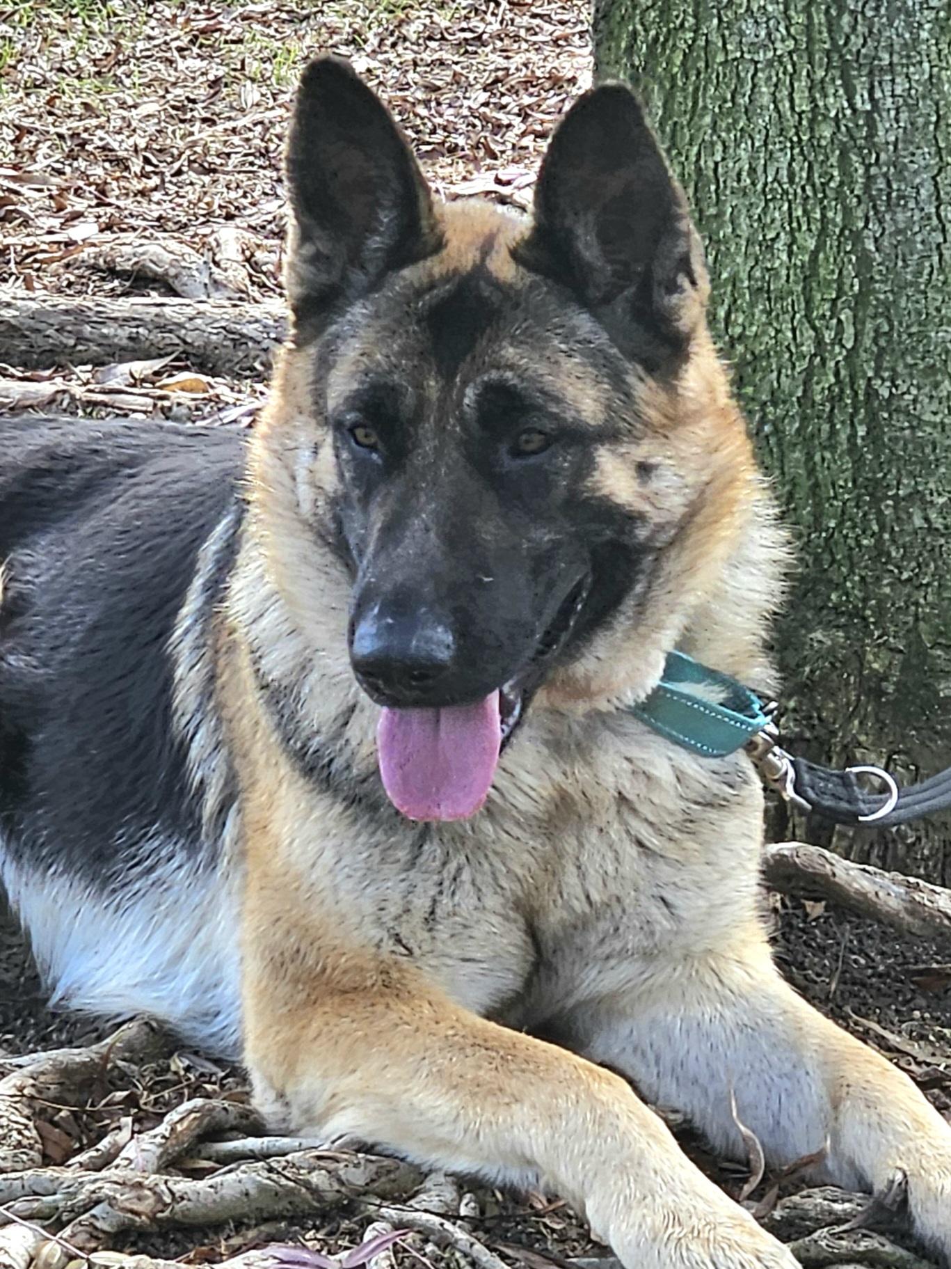 Enlarge Bonnie (friends with Clyde), a Adoptable German Shepherd Dog in Temecula, CA image 3/6