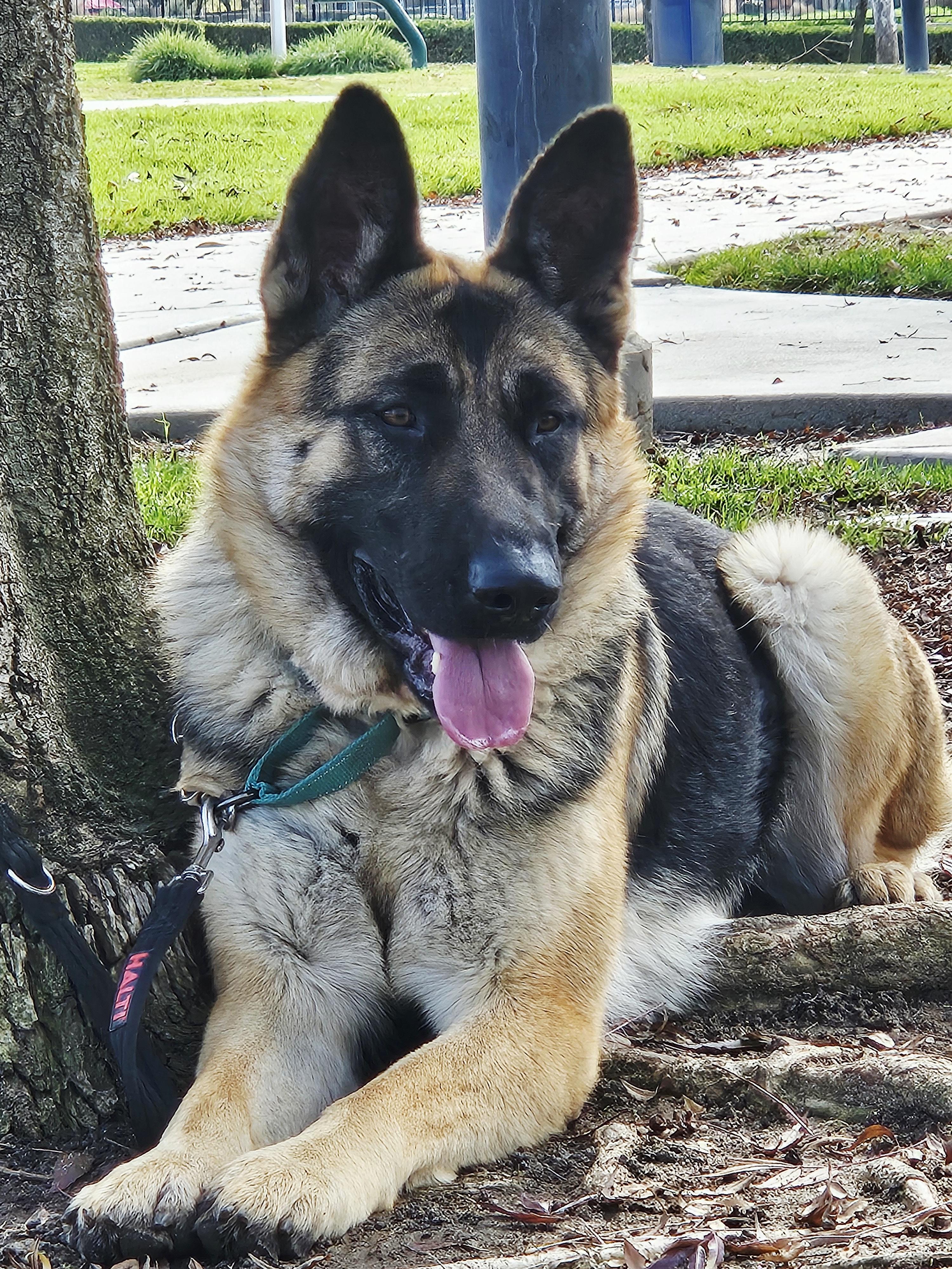 Enlarge Bonnie (friends with Clyde), a Adoptable German Shepherd Dog in Temecula, CA image 2/6