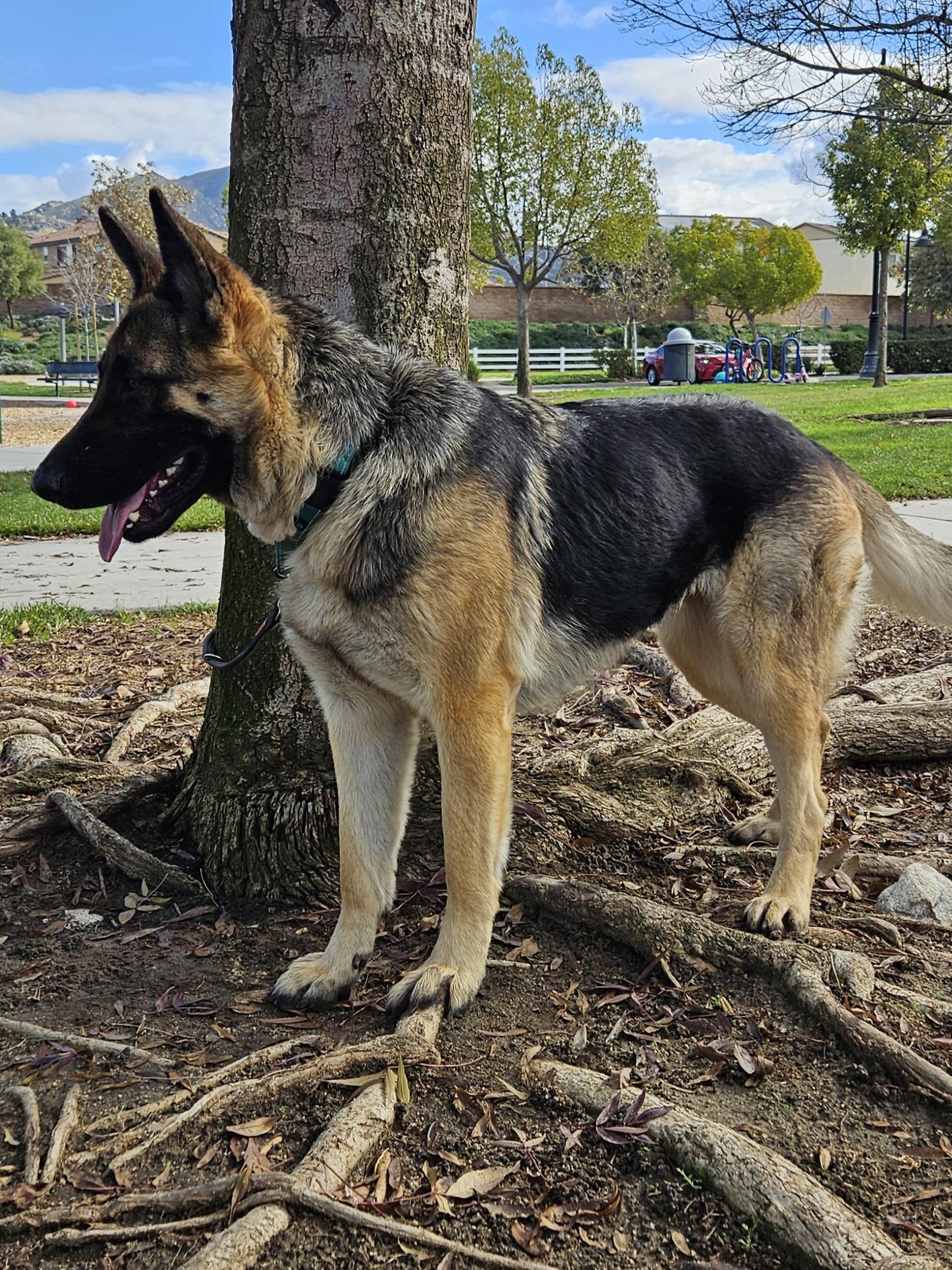 Enlarge Bonnie (friends with Clyde), a Adoptable German Shepherd Dog in Temecula, CA image 4/6