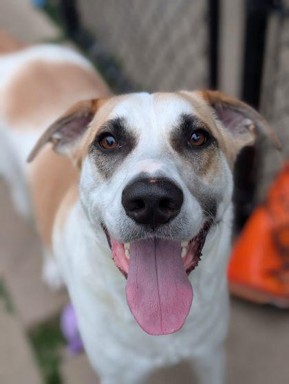 Enlarge Tiger, a Adoptable mixed breed in Mansfield, TX image 1/1