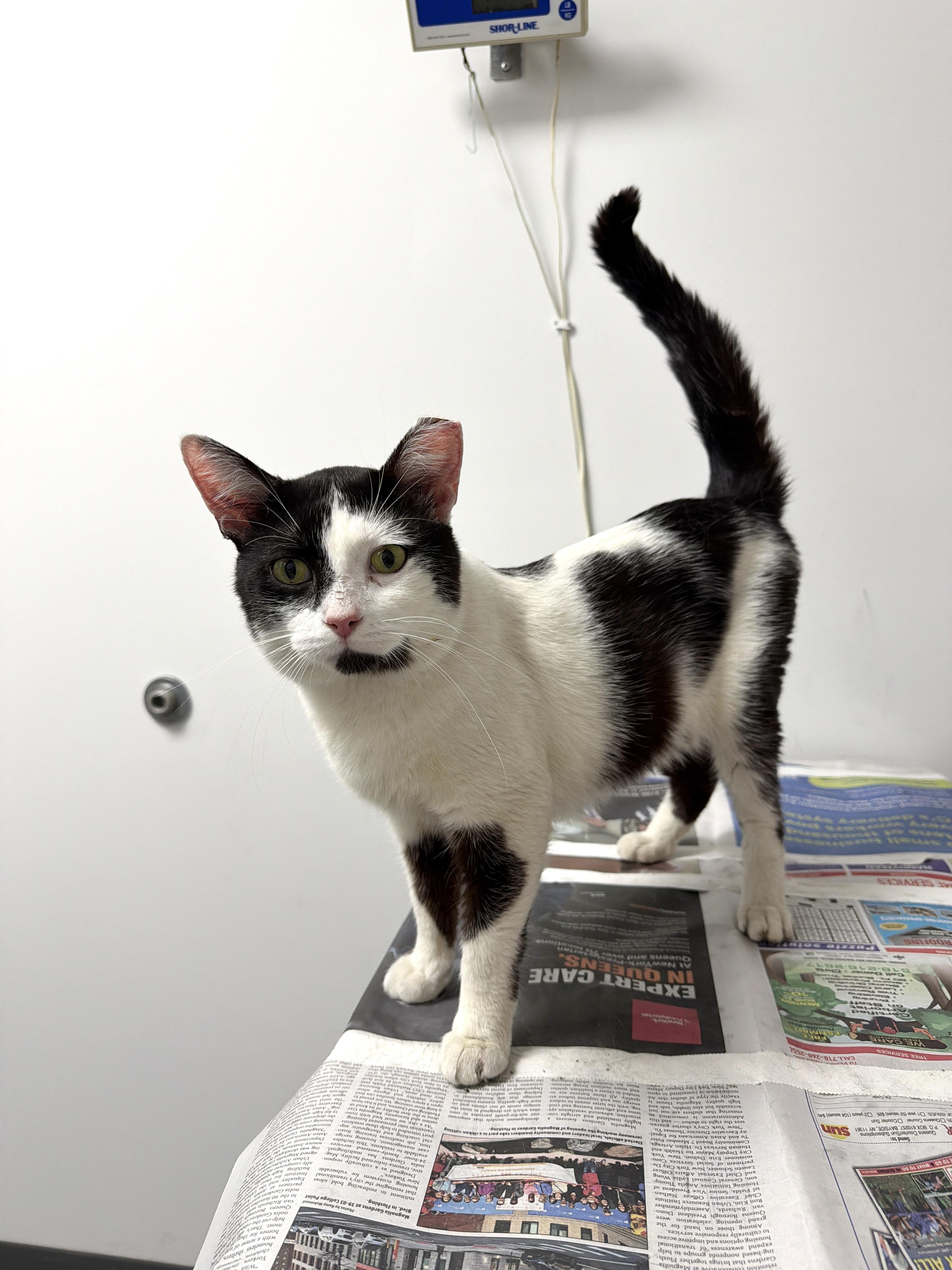 BEAN, ADOPTABLE, Adult Male Domestic Short Hair.