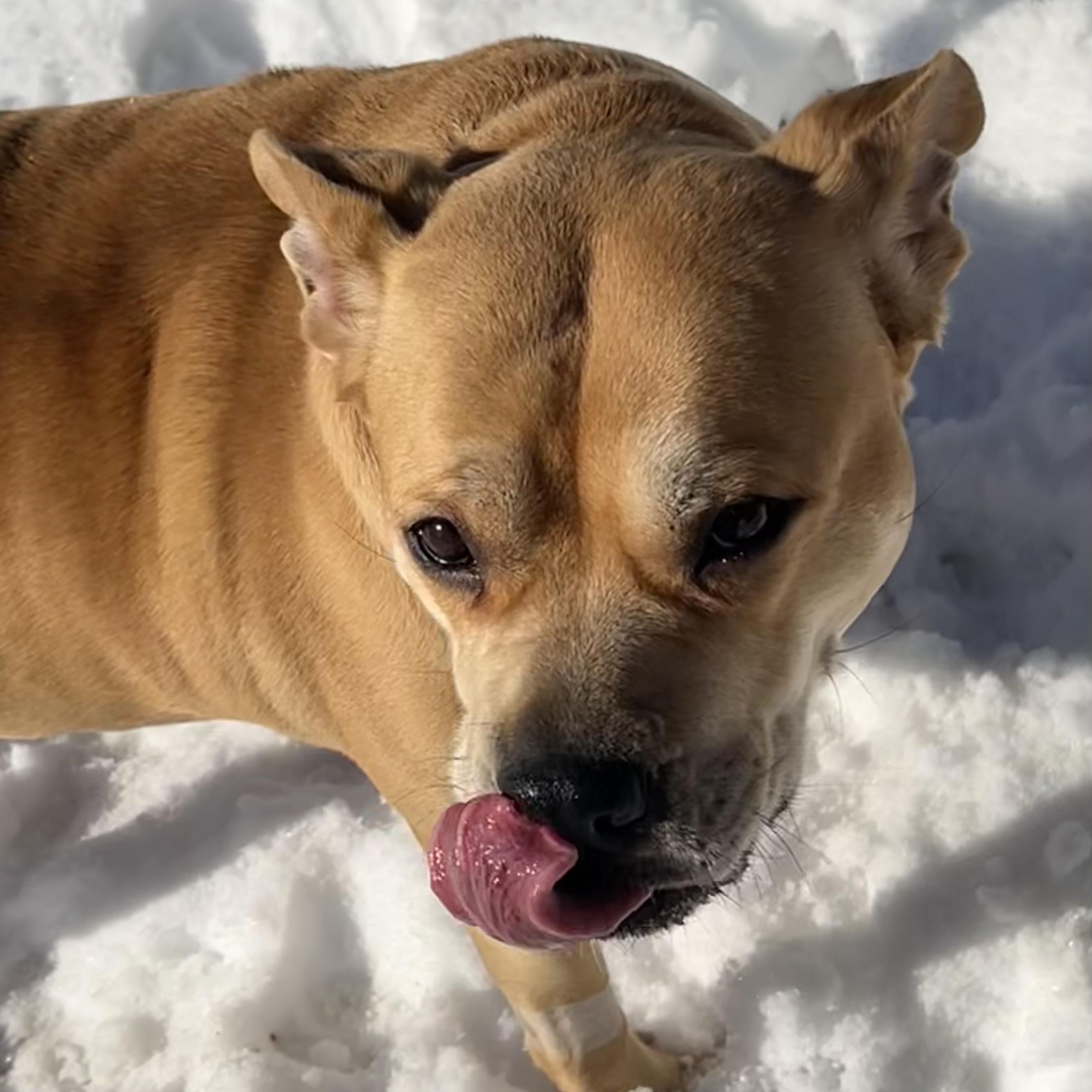 Gypsy, a ADOPTABLE mixed breed in Florence, KY image 1/6