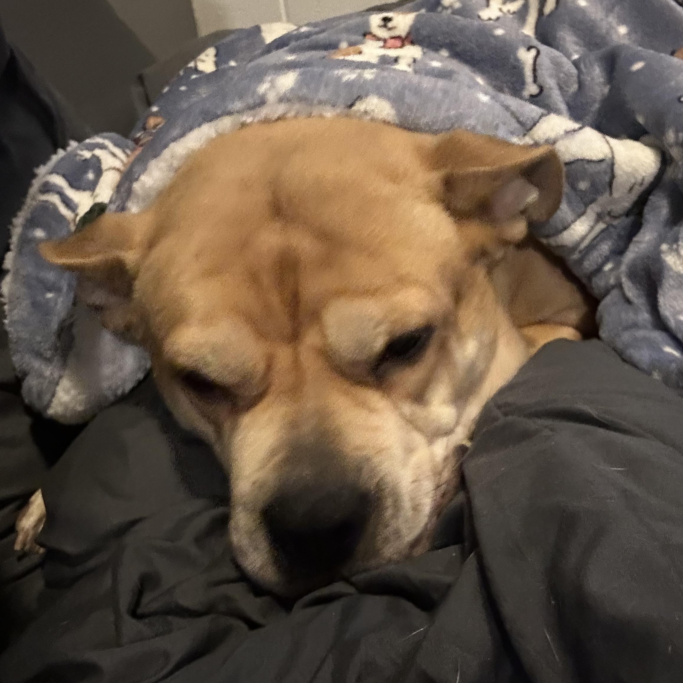 Gypsy, a ADOPTABLE mixed breed in Florence, KY image 3/6