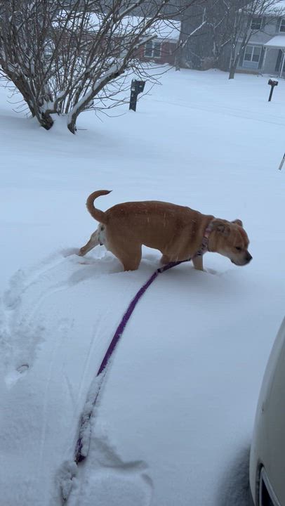Enlarge Gypsy, a ADOPTABLE mixed breed in Florence, KY video 4/6