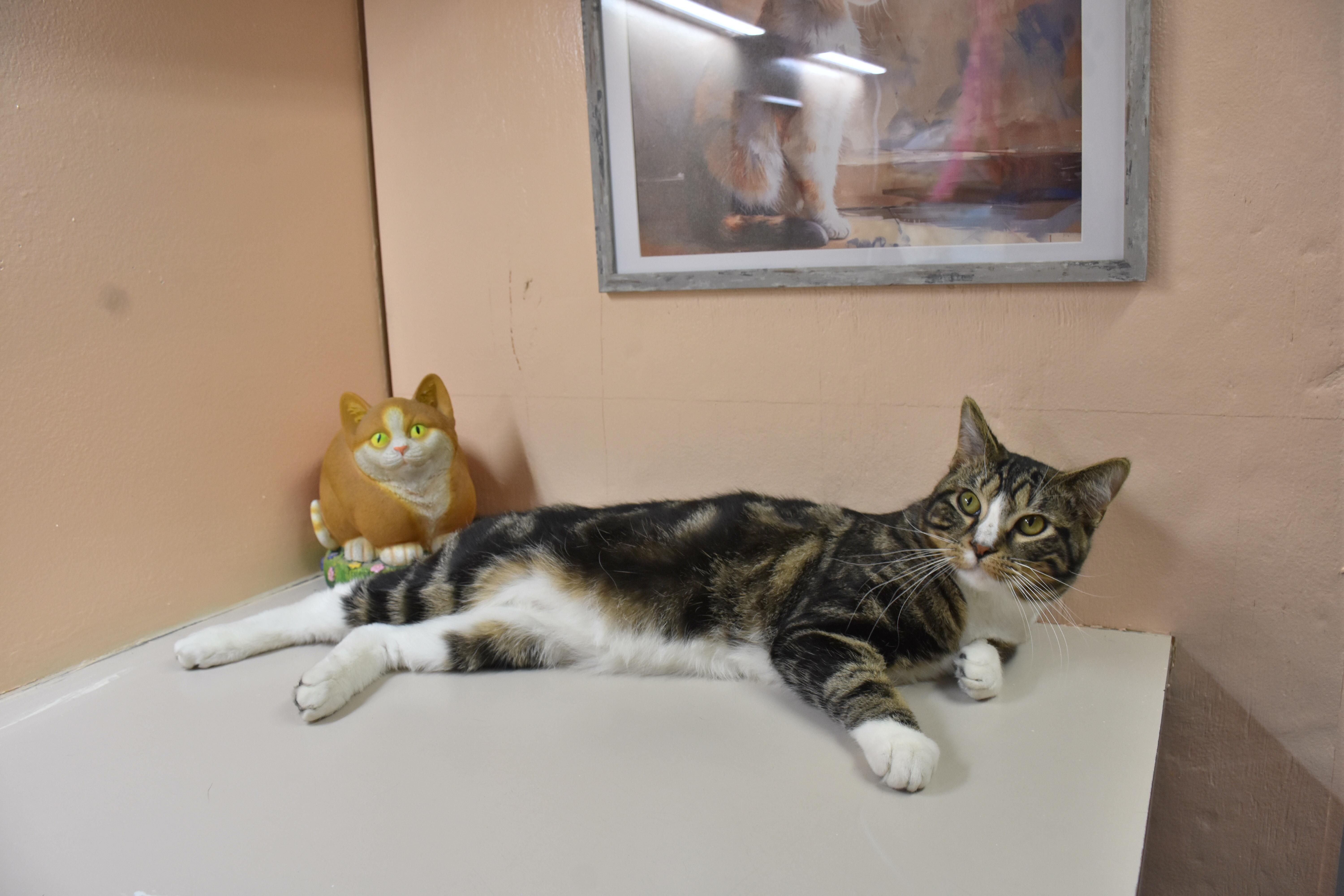 Xavier, adopted, Young Male Domestic Short Hair.