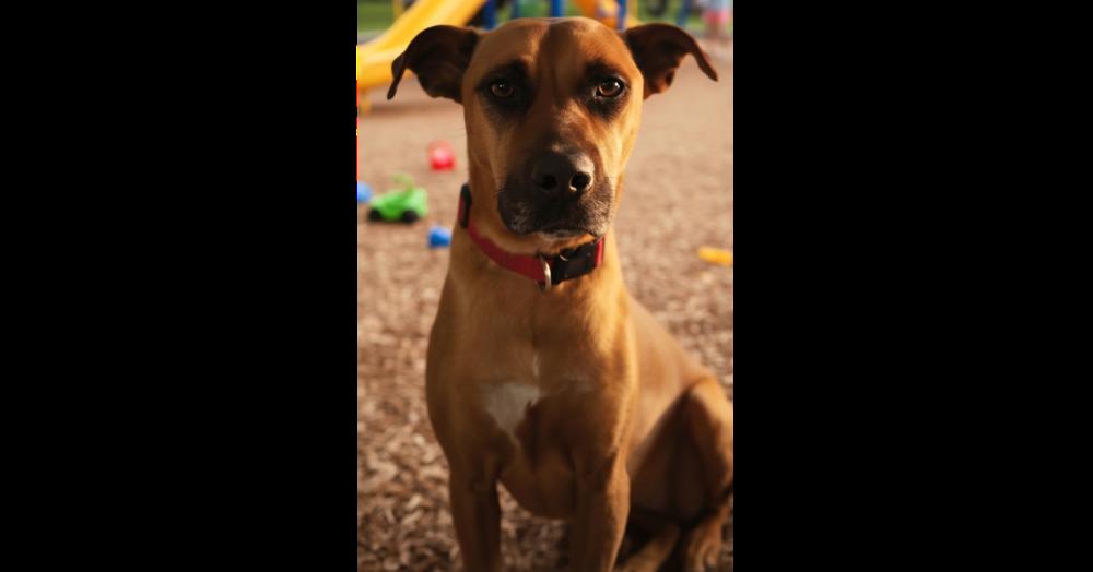 Ulta, a ADOPTABLE mixed breed in Naperville, IL image 2/3