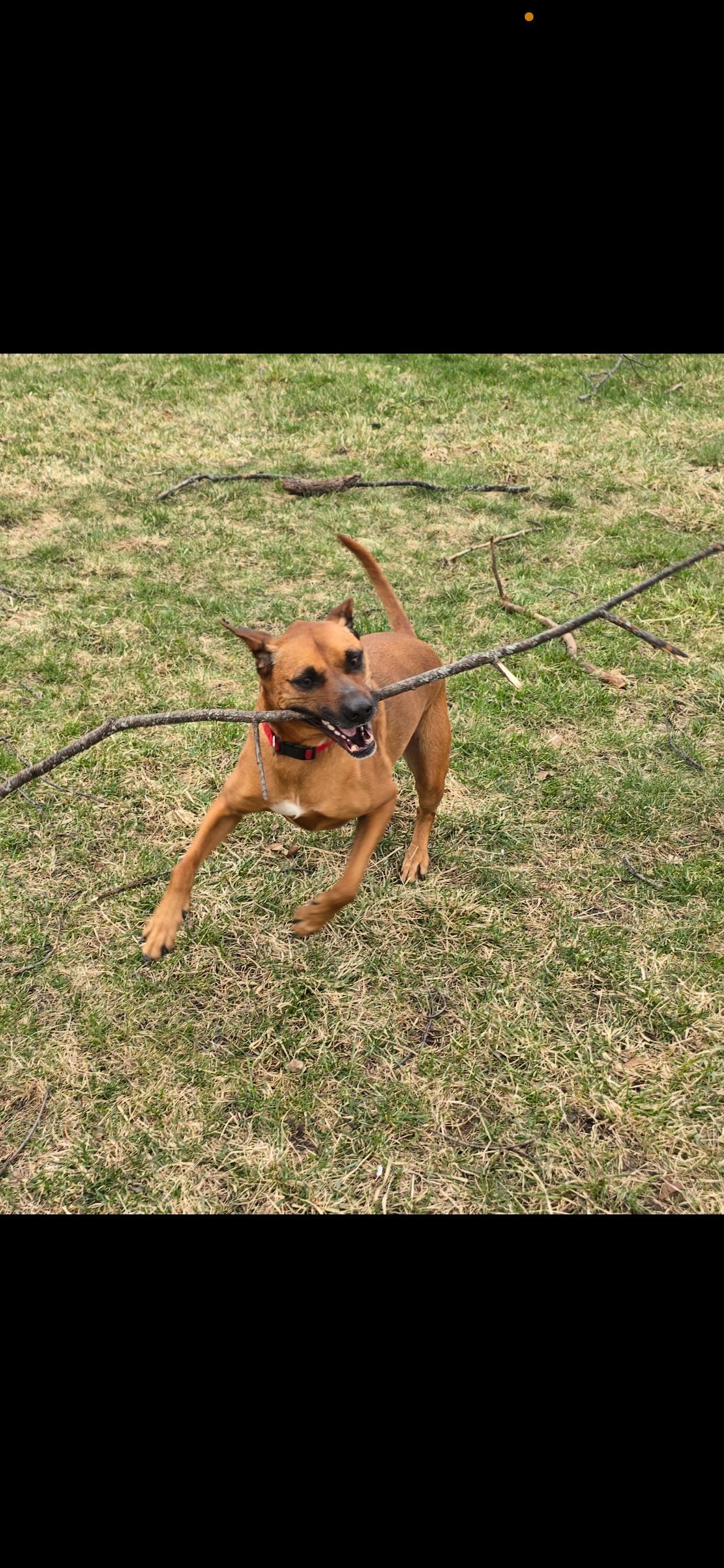 Ulta, a ADOPTABLE mixed breed in Naperville, IL image 3/3