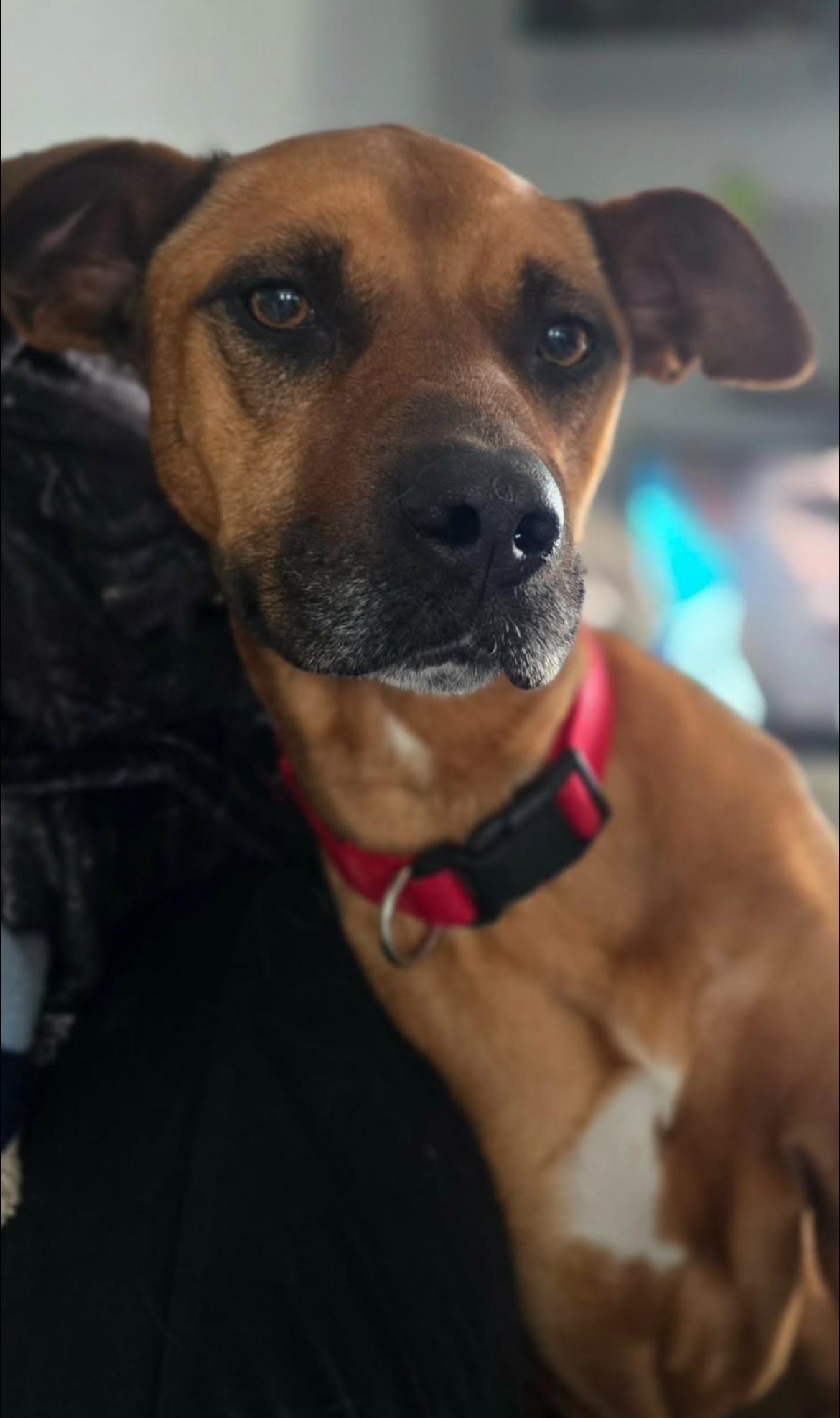 Ulta, ADOPTABLE, Adult Female Black Mouth Cur.