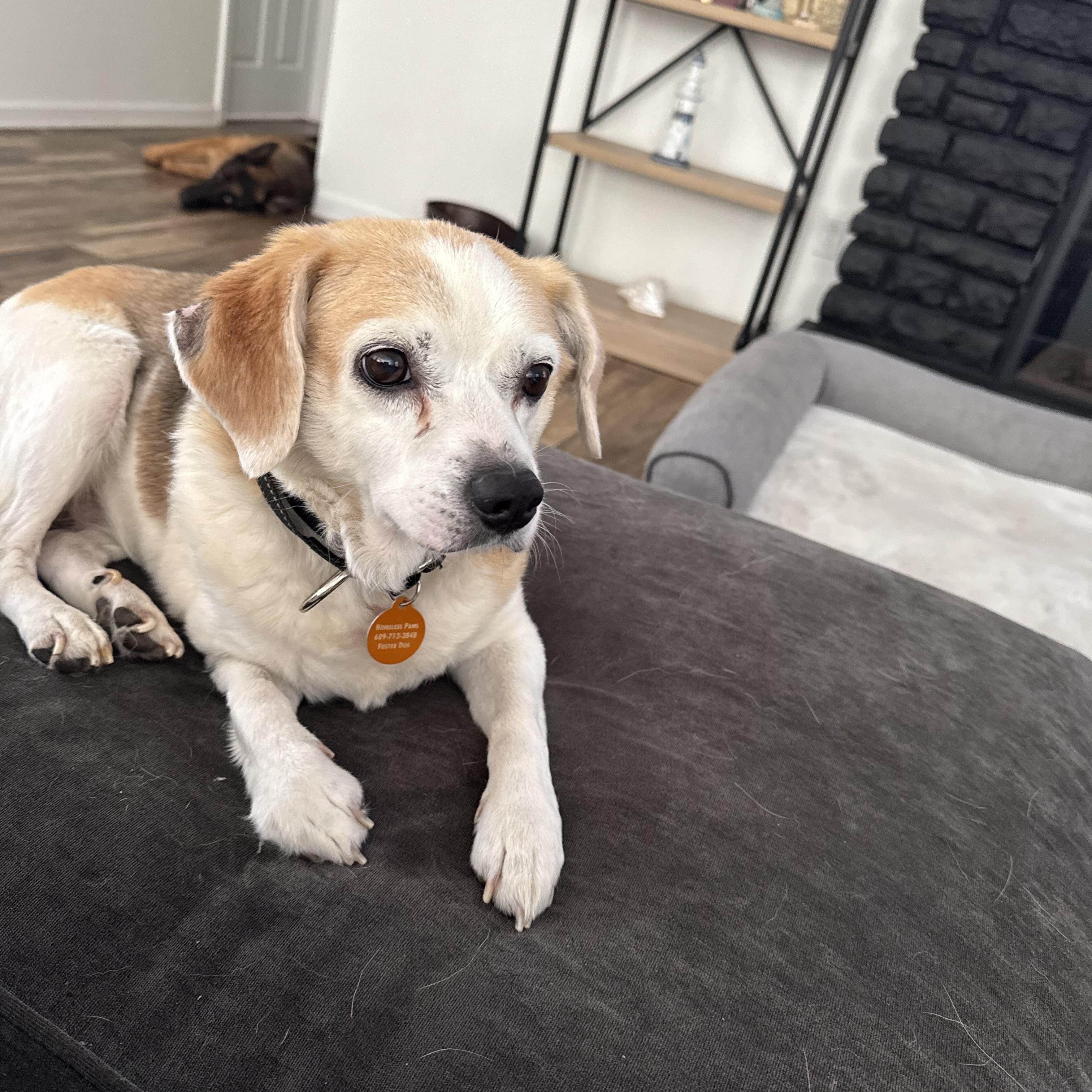 Enlarge Martha, a ADOPTABLE Beagle in Manahawkin, NJ image 2/3